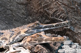 Bronx Zoo Re-Joins Zoo and Aquarium Efforts to Breed Endangered Sunda Gharial